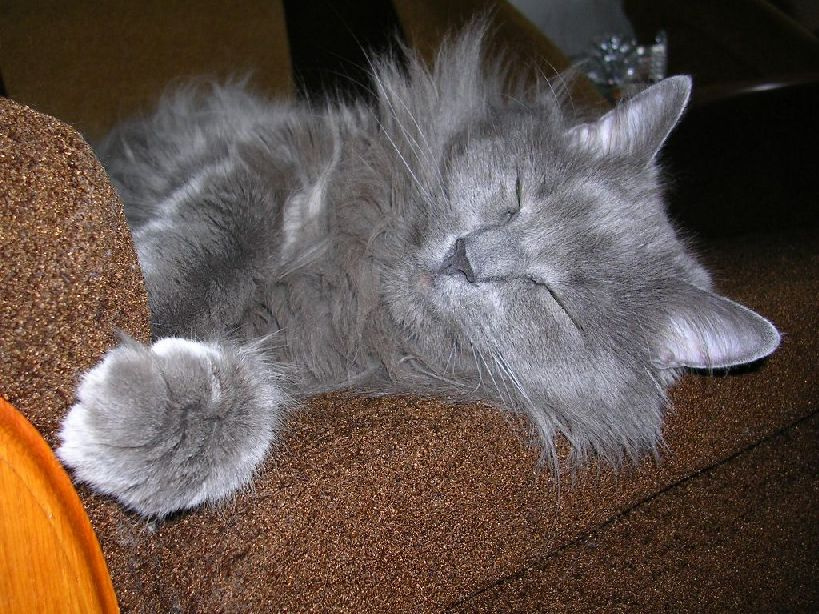 Мой масичек котик пушистик кот