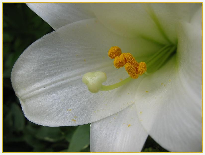 Lily 