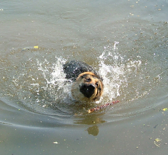 *** собака  вода брызги