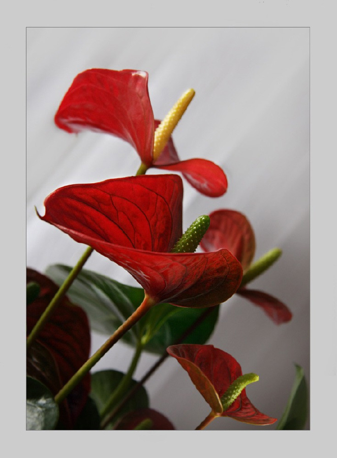 Anthurium flowers