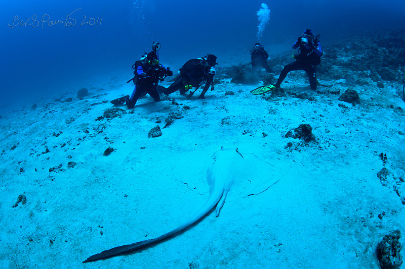 фотосессия скат Мальдивы дайвер фотосессия stingray Maldives