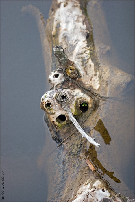 Ligneocorpus paludosus Ligneocorpus paludosus