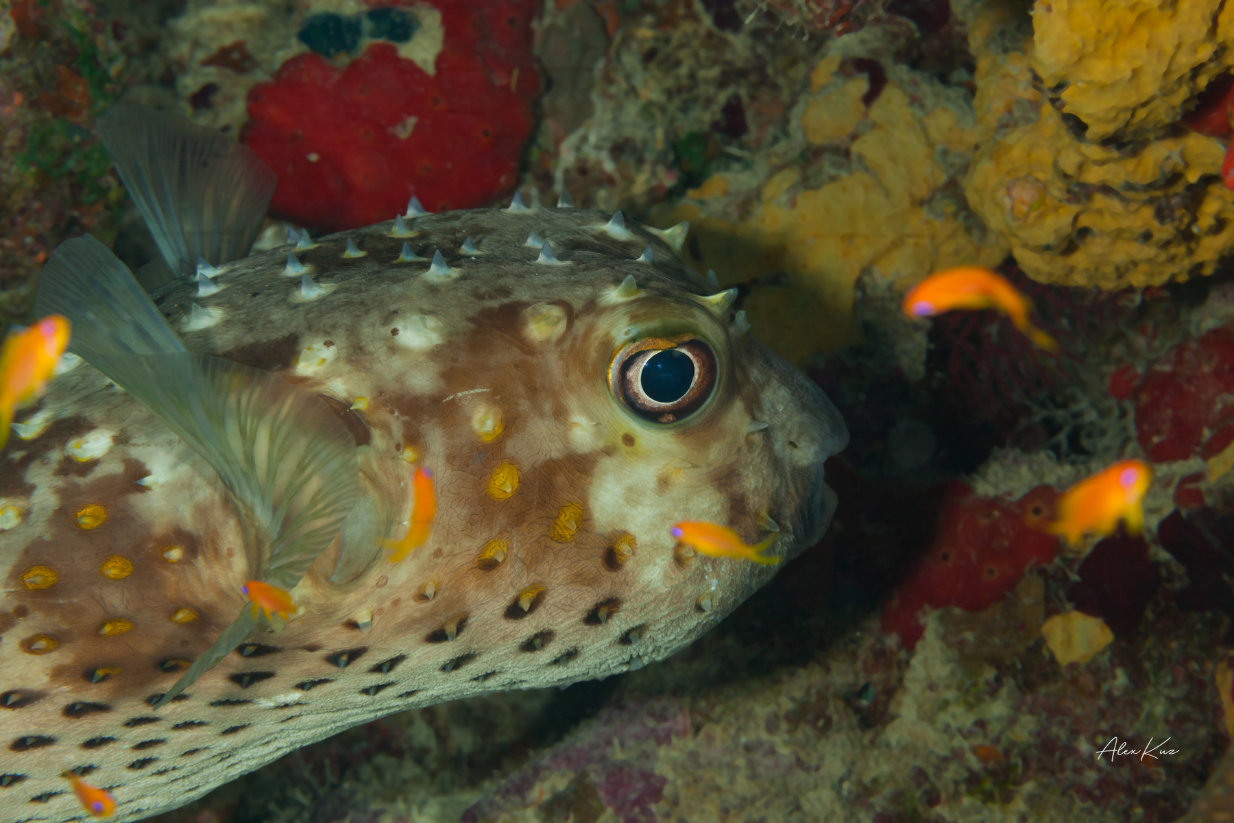 Spotbase burrfish rests corals diving fish macro nature ocean photography photos sea underwater water world кораллы море рыбы океан подводная фотография дайвинг природа