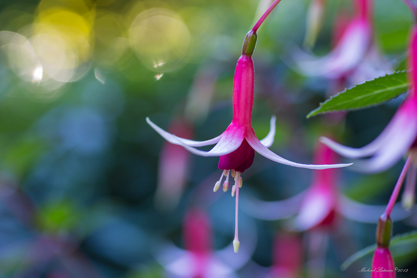Сrystal chime flowers, gardens, butchart, summer, colors,beauty