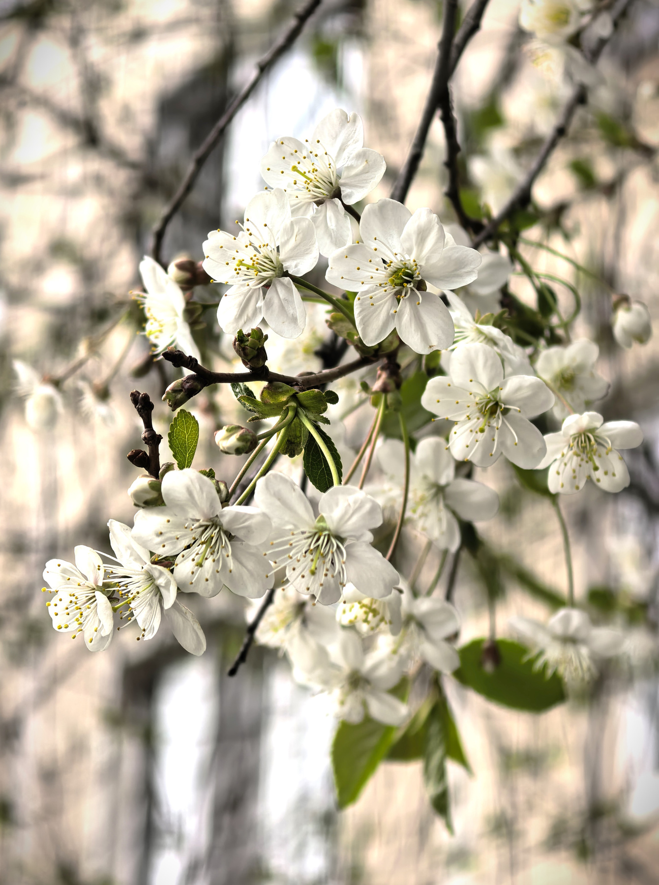 Зацвело 