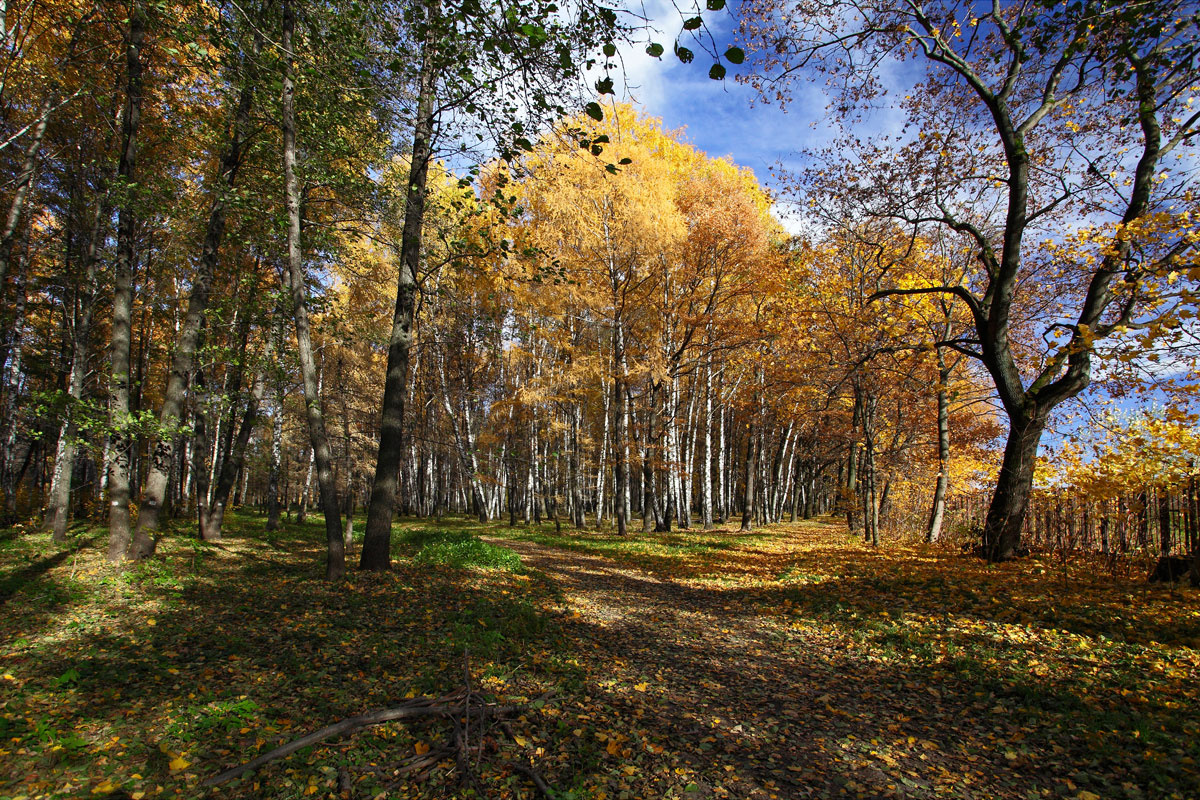 *** осень