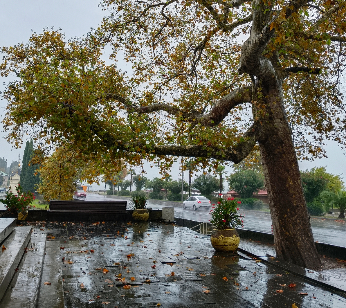 Осень.Дождь. 