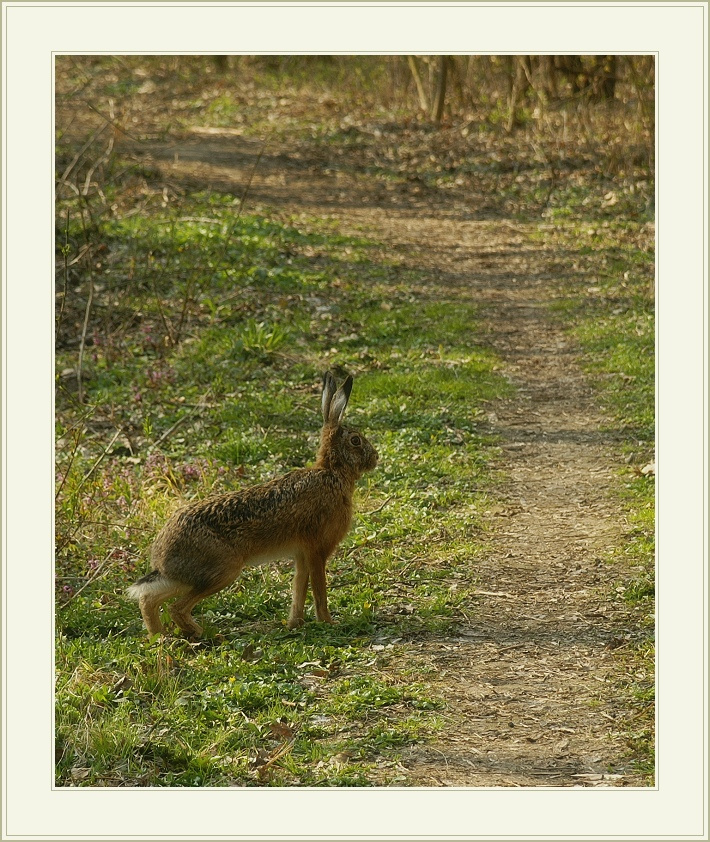 osterhase (пасхальный заяц) заяц лес тропинка osetrhase hase easter bunny
