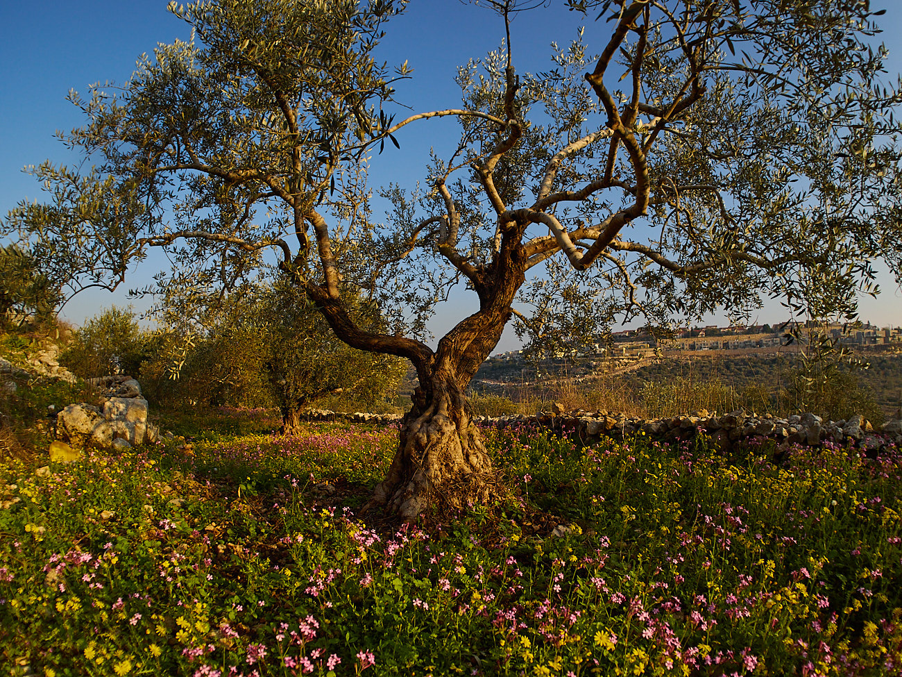 Olive Tree 