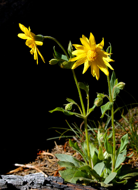 Пионер Сердцелистная арника, Arnica cordifolia, Heart-leaved Arnica, Yellowstone National Park