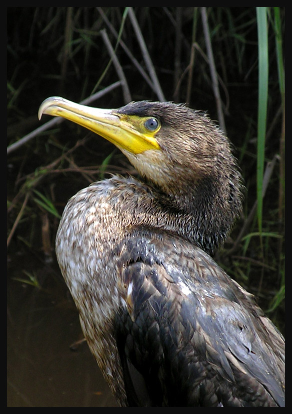 Рыболов баклан