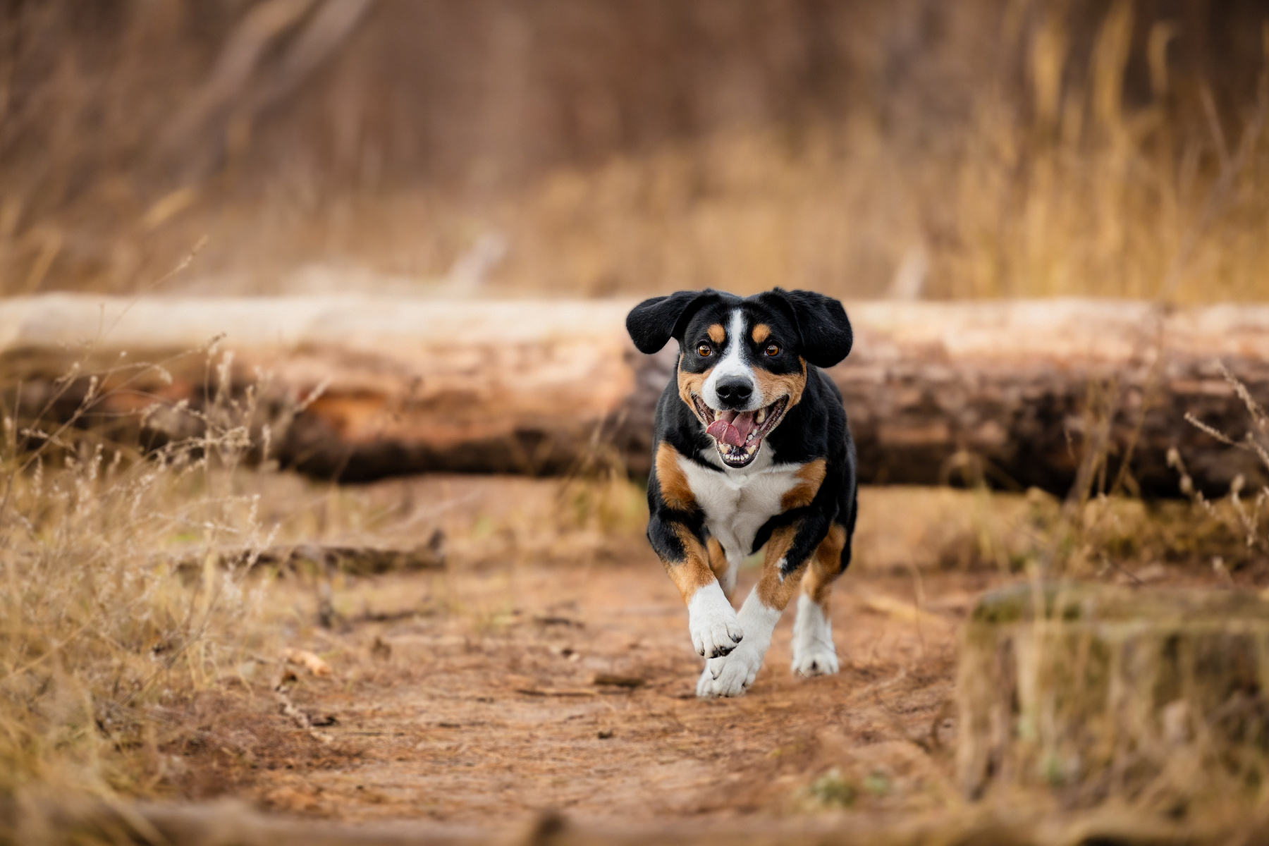 Собака-улыбака спешит на помощь. Satoshi (FRESH ENERGY) dog Entlebucher Sennenhund Satoshi FRESH ENERGY