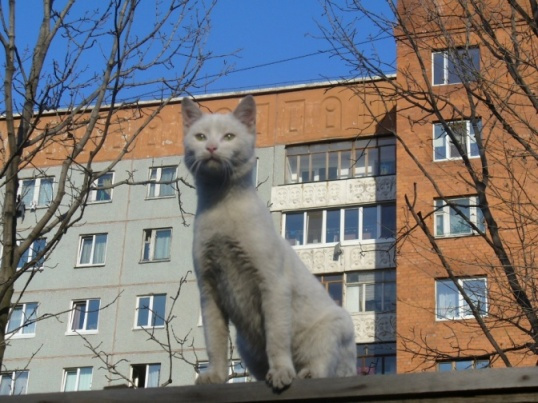 В даль глядит как каптан кошка, кот, пусичка