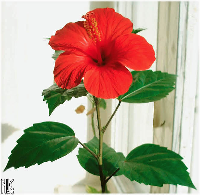 Red flower (2) опять же цветущая китайская роза