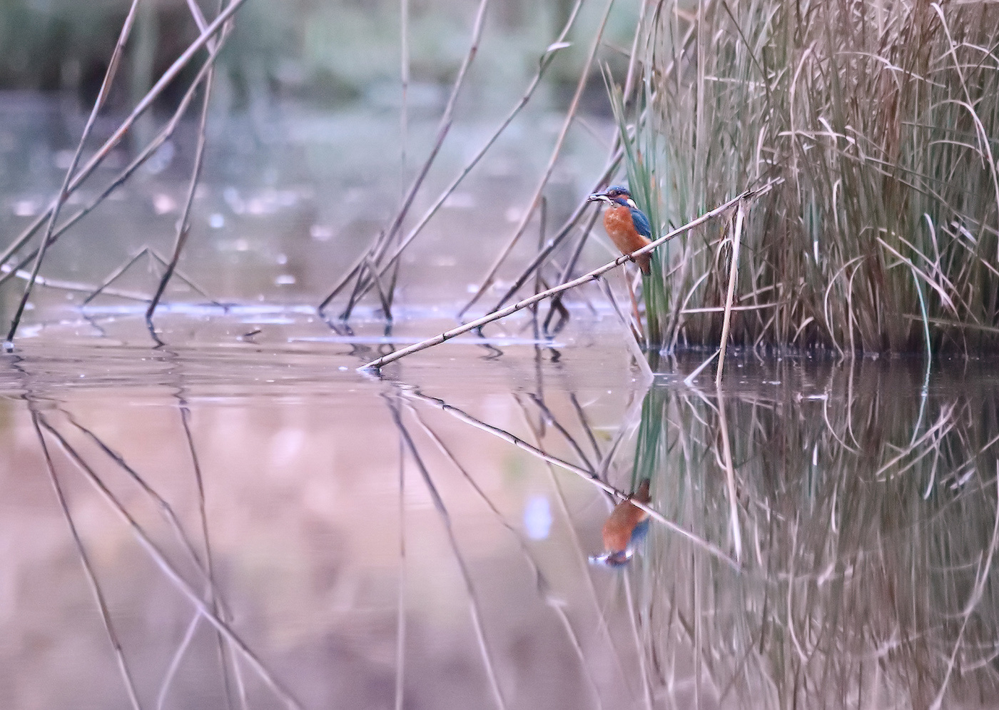 рыболов зимородок рыболов kingfisher