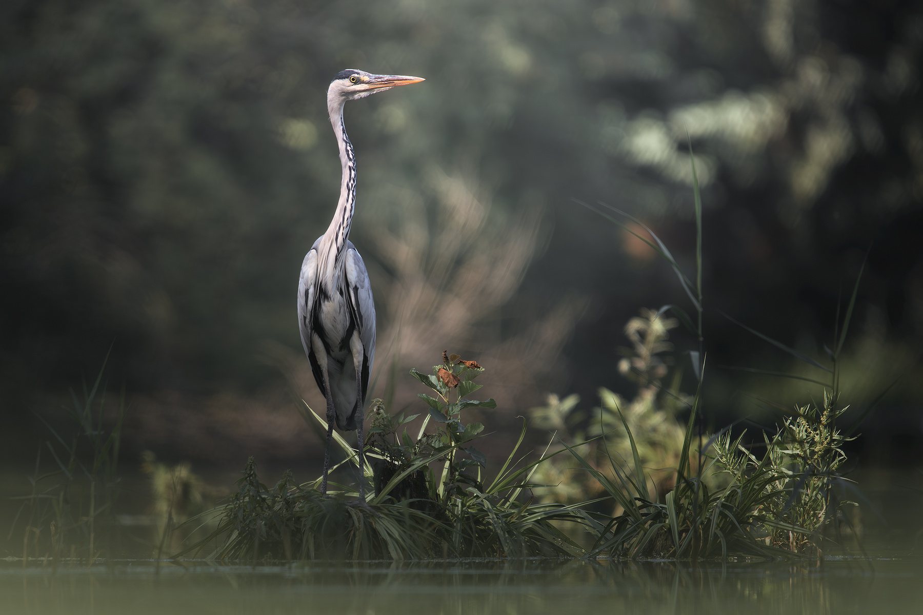 Серая цапля (Ardea cinerea) 
