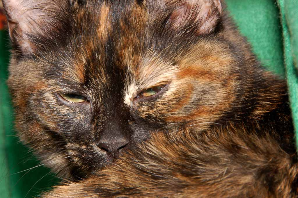 Домашняя кошка. кошка