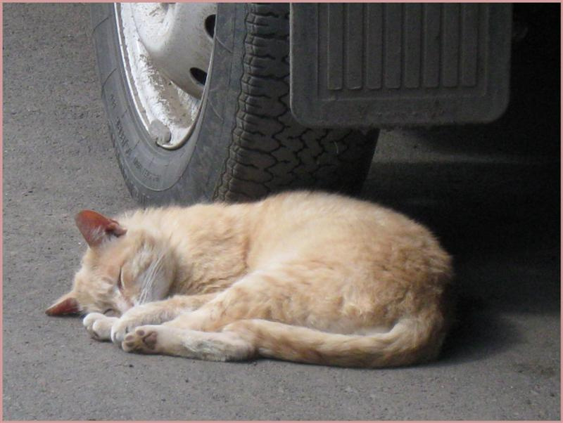 Кошкина сиеста Кошка спит, она устала))