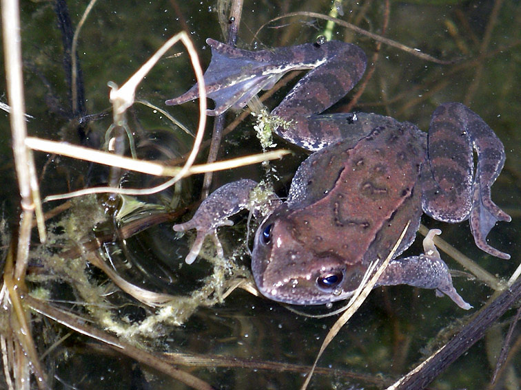 Froggy лягушка