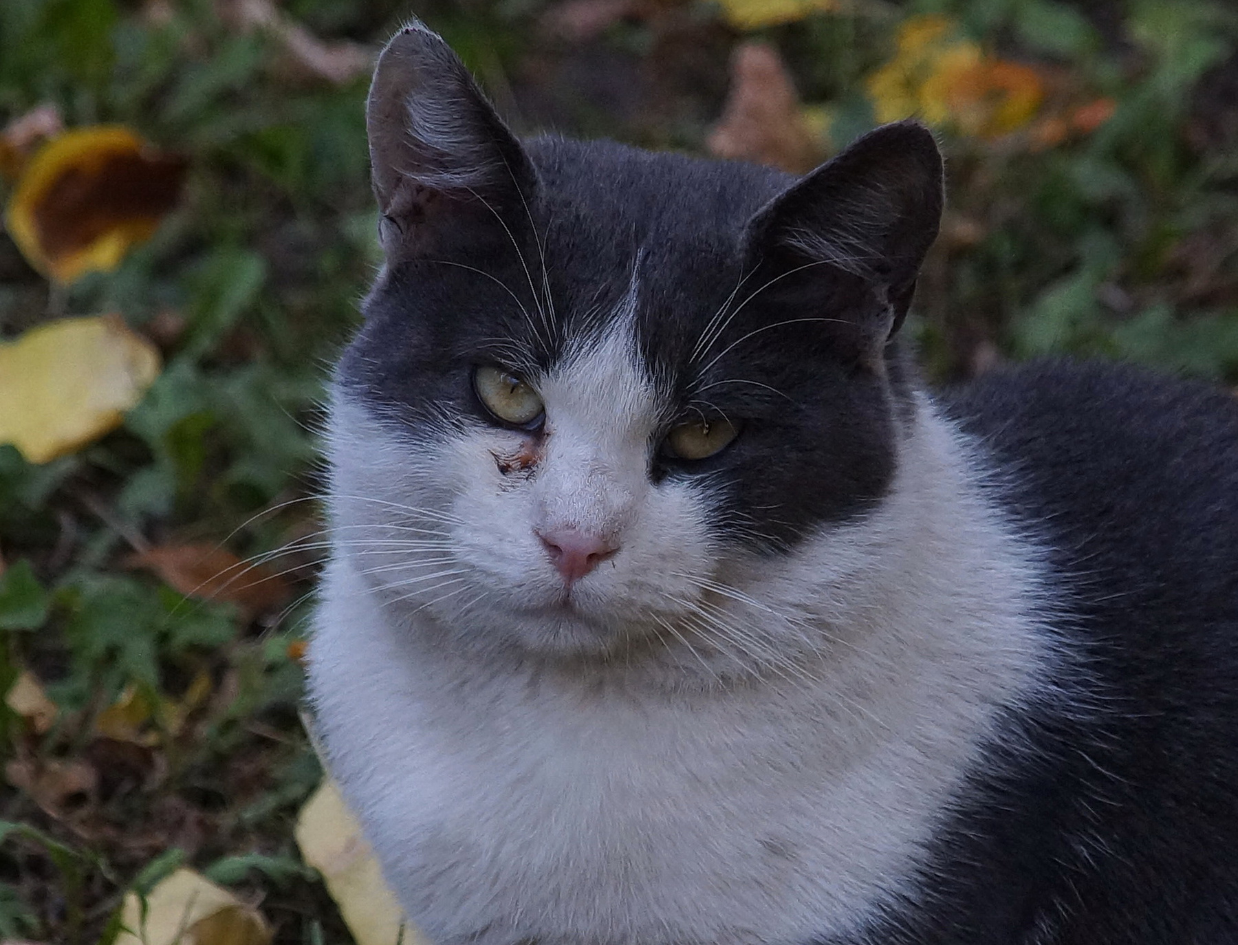 Грустный котик 