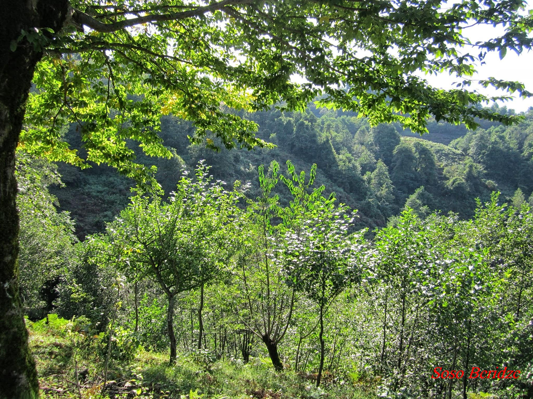*** Кавказ Туризм Гурия  Travel Guria Georgia Nature Travel Guria Georgia Nature Erketi Chokhatauri Грузия Природа Отдых