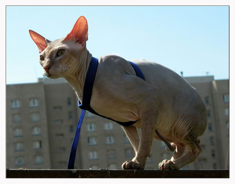 После ядерной бомбежки... кот