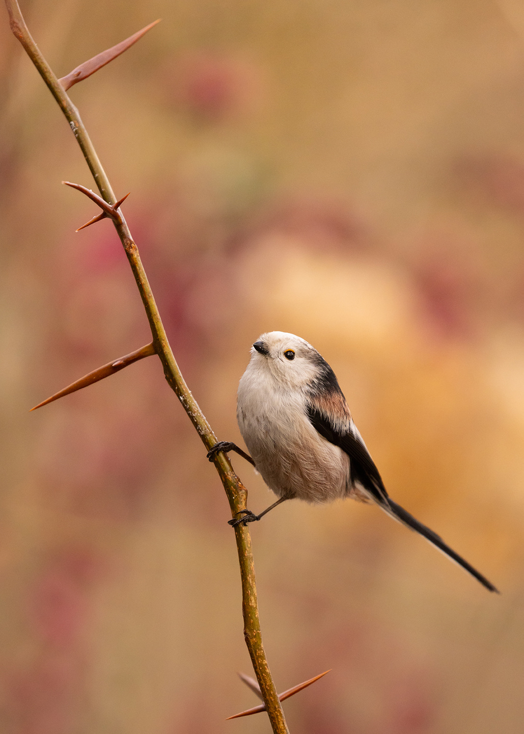 Long-tailed Ti 