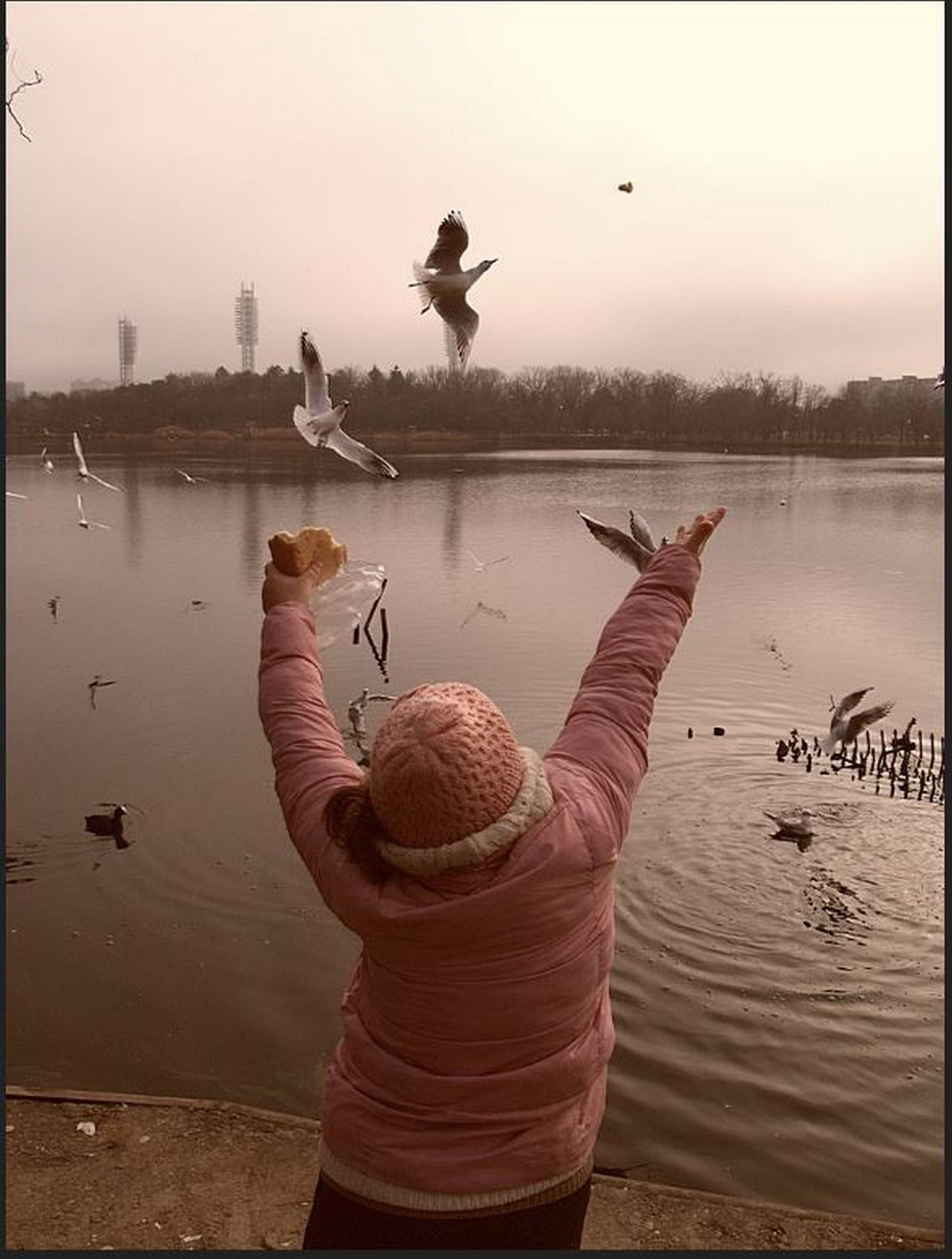 чайка ,Краснодар 