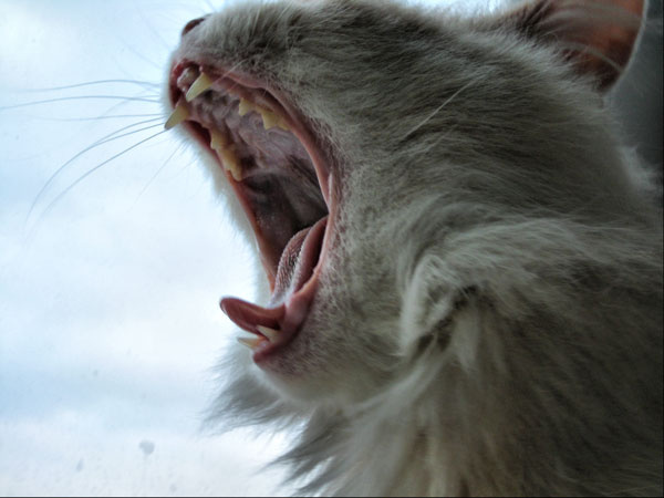 кошечка кошка