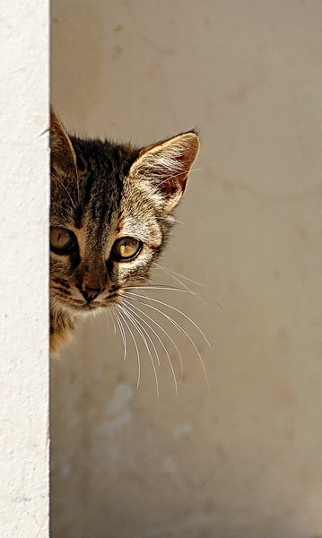 хвост кот