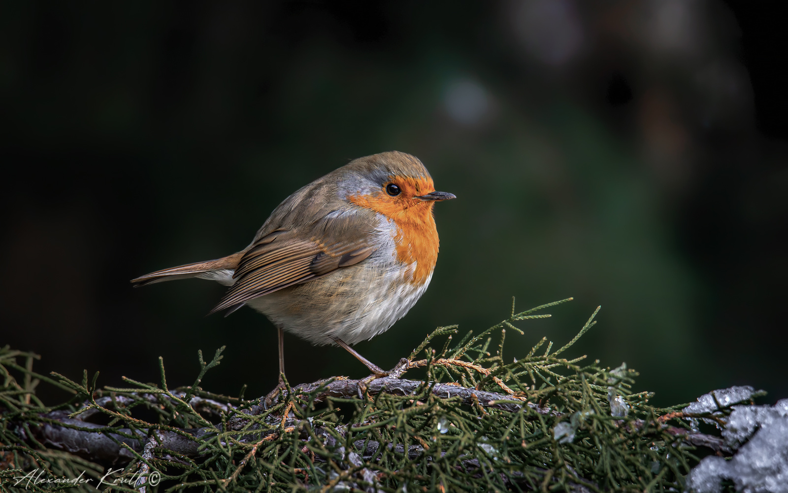 Пухлячок зарянка малиновка erithacus rubecula зима холод