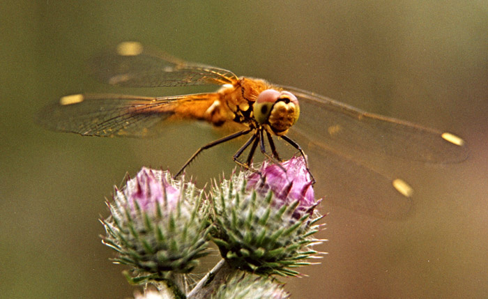 Dragon-fly стрекоза