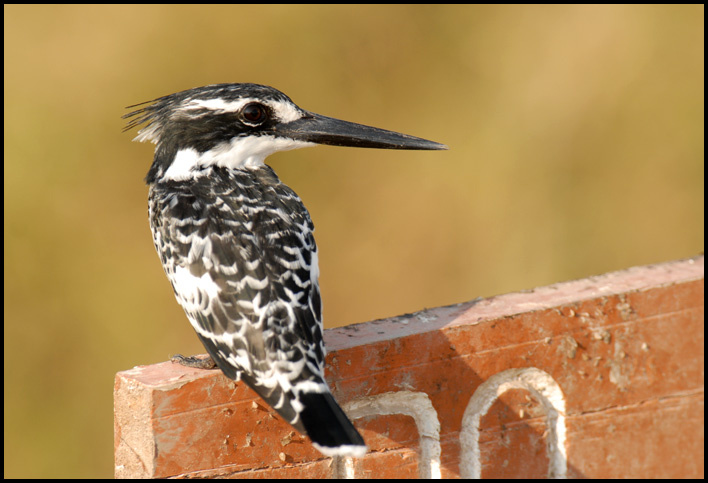 kingfisher кения амбосели африка сафари