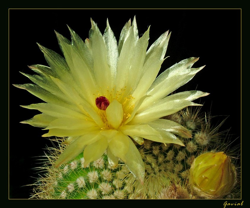 Notocactus кактус цветок