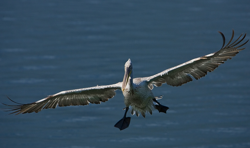 I am landing, I am landing... Кудрявый пеликан  (Pelecanus, crispus)