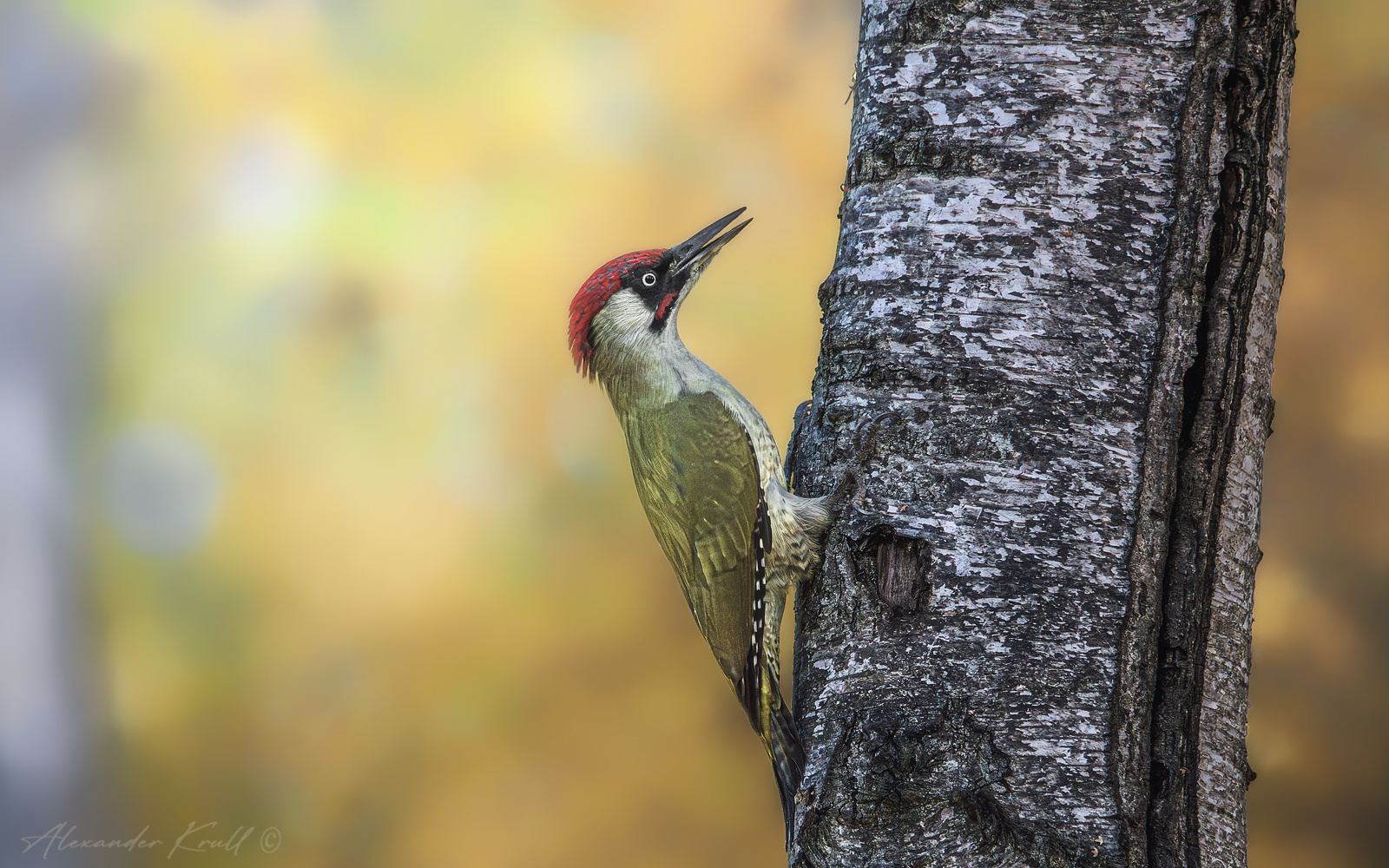Осень в березовой роще дятел зеленый picus viridis