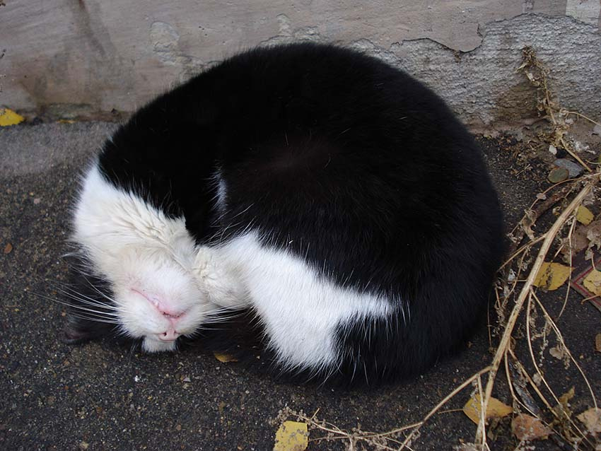 Кошурка)) 