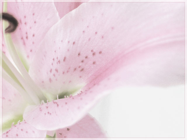 *** lily sun white pink light