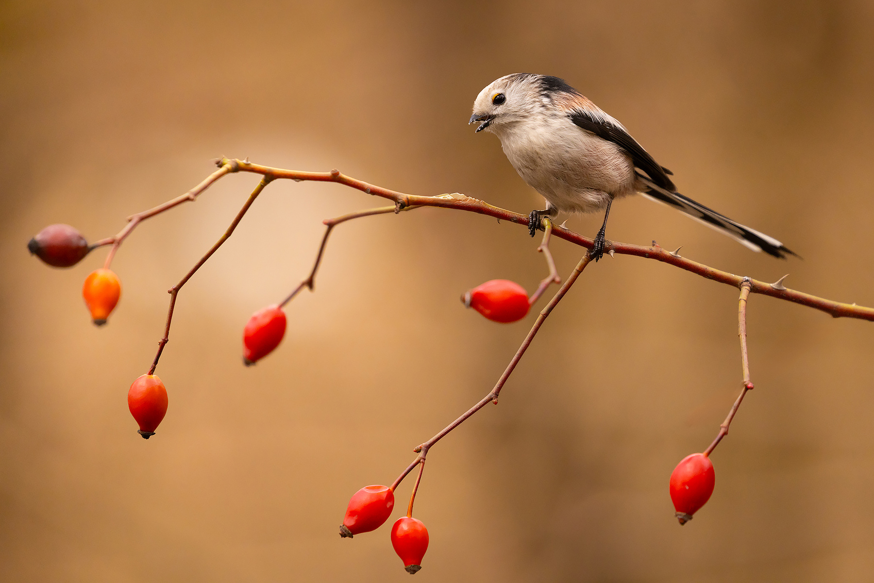 Long-tailed Ti 