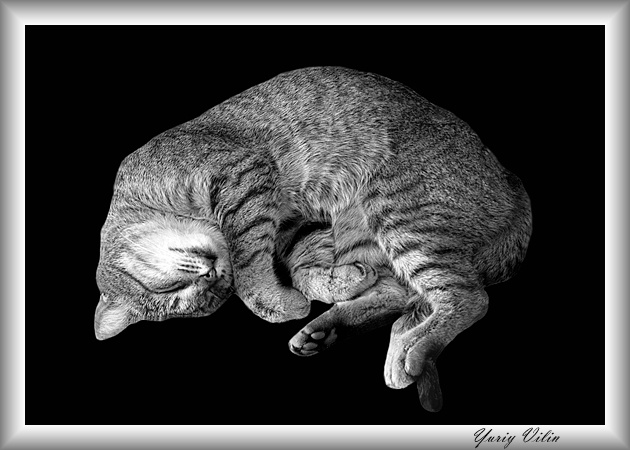 Cat In Black in black