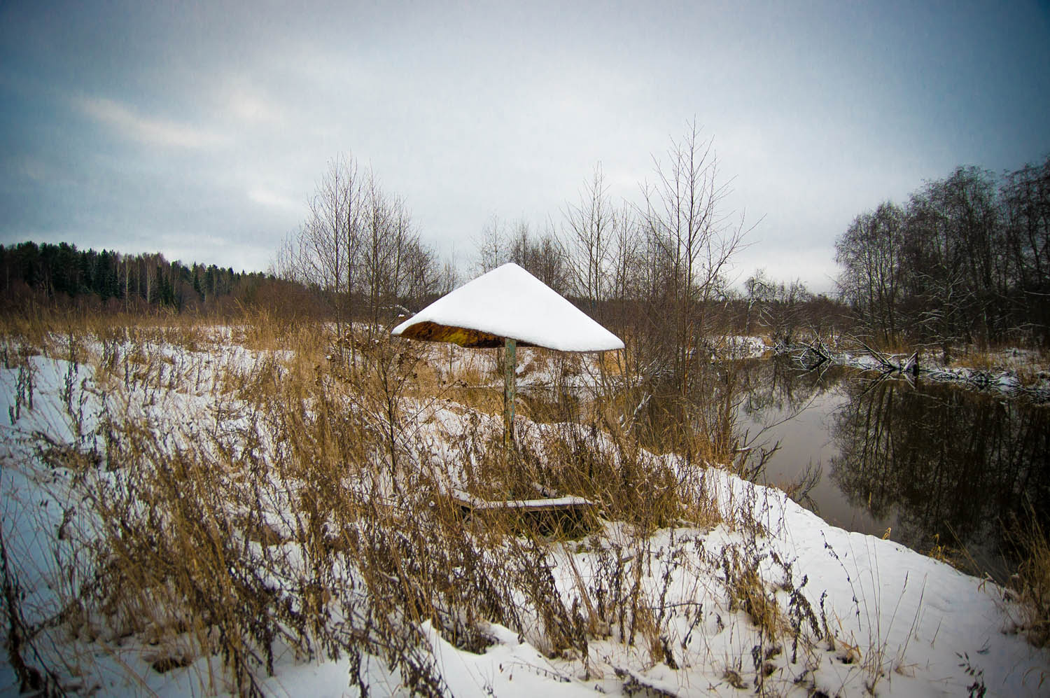 Грибок Осень, снег, небо
