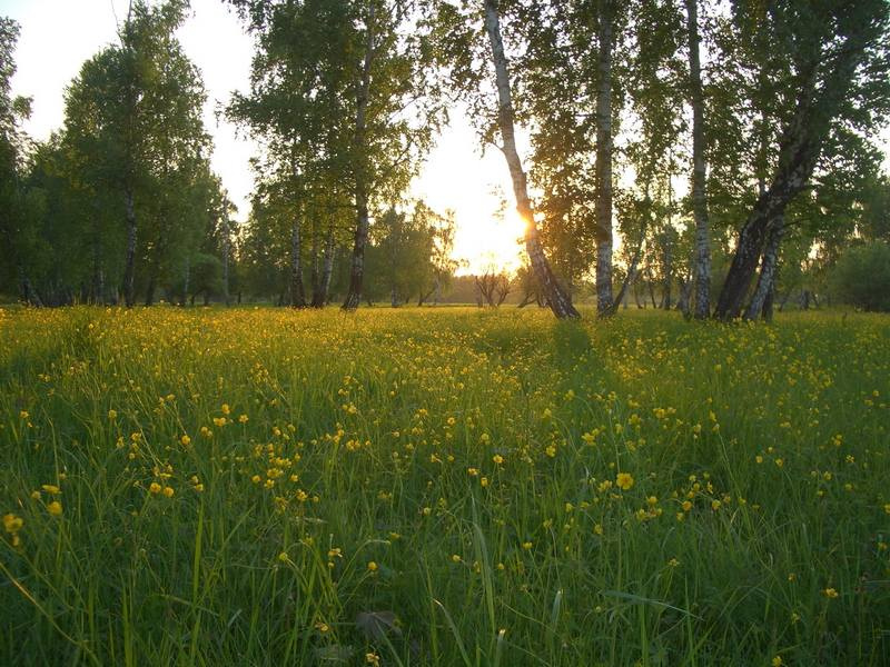 Красивая полянка Кривое_озеро Девятка