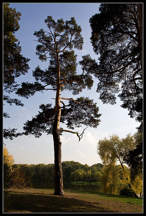 Autumn_Tree #2 Осень сосна дерево