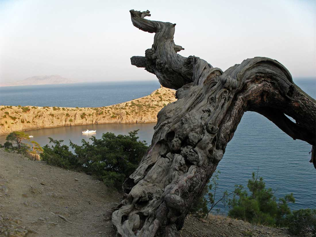 ... крым, сосна, море