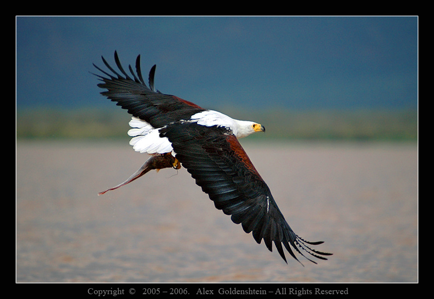 African Fish Eagle (Haliaeetus vocifer) Африка, Кения, Африканский орёл рыбак (орлан-крикун).