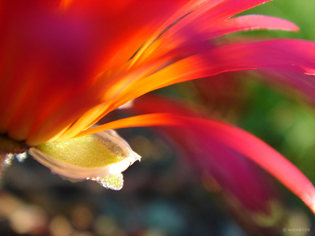 Flower Munich botanical garden Flower