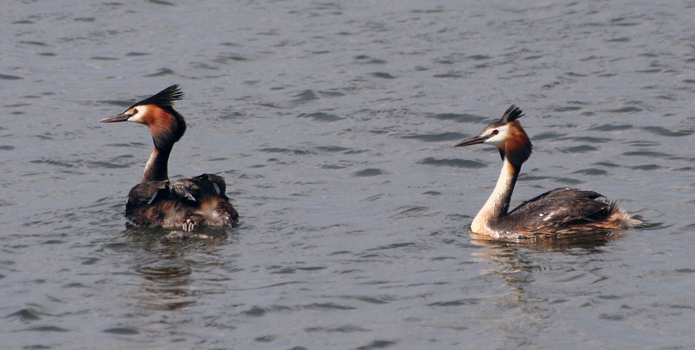 Чомга (Podiceps cristatus) чомга птенцы