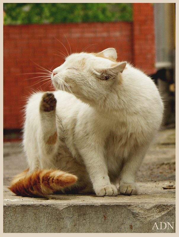 ...про кота... 
