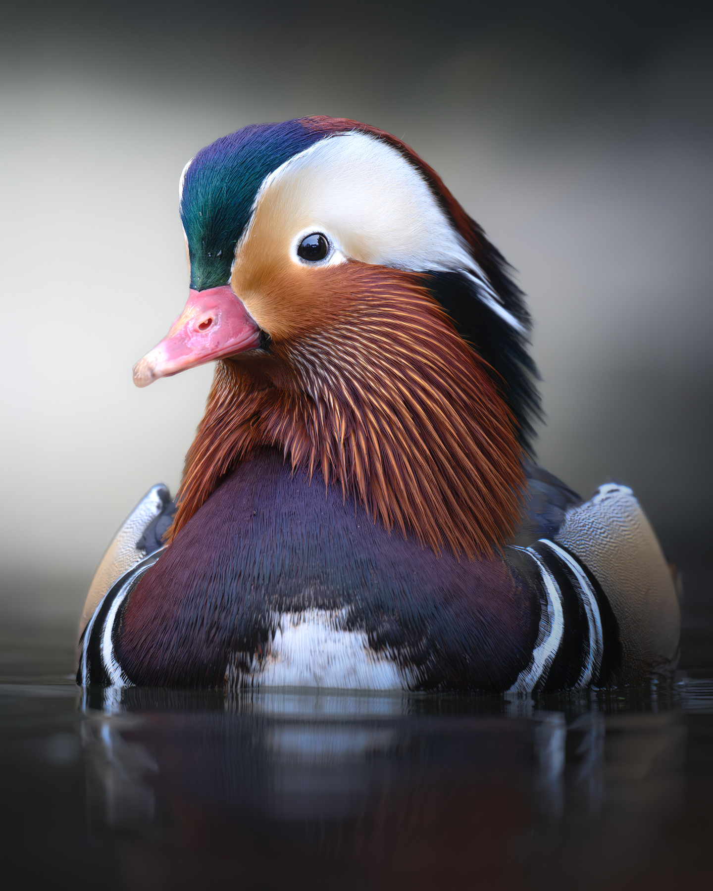 Мандаринка (Aix galericulata) 