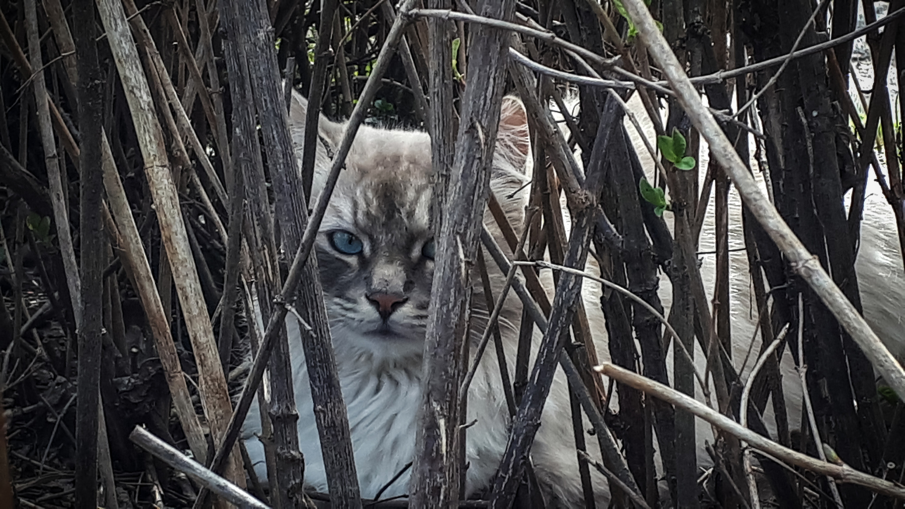 *** кот котик